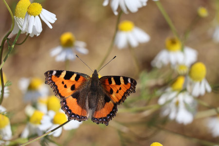 small tortoiseshell butterfly feels at homeの写真素材