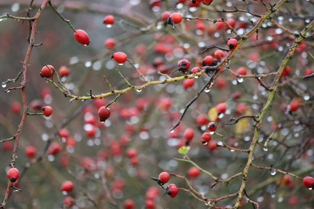 countless raindrops cling to a rosehip