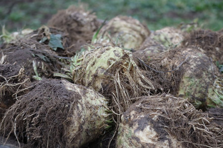 many freshly harvested Celeriac bulbs