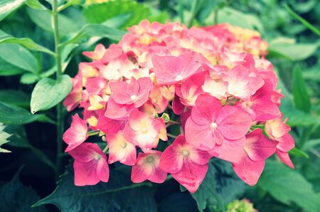 Hydrangea macrophylla
