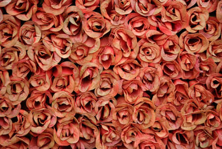 Many red dried roses grouped togetherの写真素材