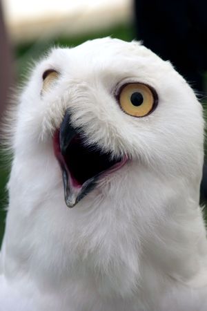 Snowy Owl with it's mouth open looking towards the cameraの写真素材