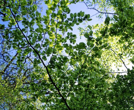Looking up in a forest at the fresh green leaves in Springtimeの写真素材