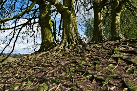 The exposed roots of a group of trees on a chalk hill の写真素材