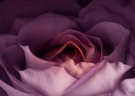 Beautiful red rose romantic sensual close up photo. flower head in full bloom autumn wallpaper. love pattern intimate background. Valentine red rose. heart shaped.の写真素材