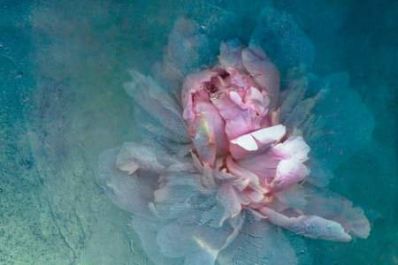 peonies in ice. Frozen fresh beautiful flower of and air bubbles in the ice cube. Thawing flower. Frozen Flora. Cold Water Texture. Flower on an isolated background.の写真素材