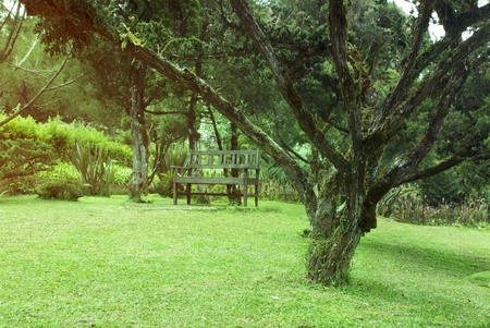 Old Olive Trees の写真素材