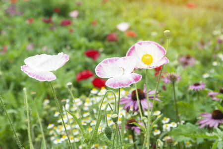 Beautiful red poppies の写真素材