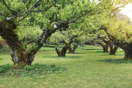 Rows of apple trees during blooming. の写真素材