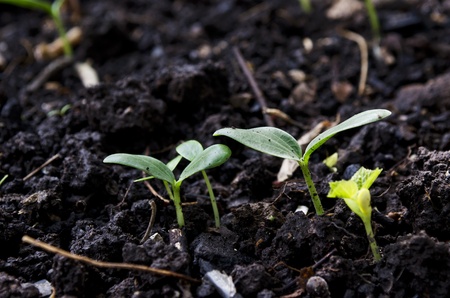 Green seedling illustrating concept of new life の写真素材