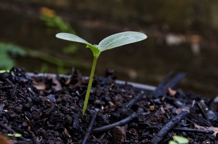 Green seedling illustrating concept of new life の写真素材