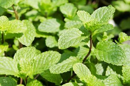 Green mint. 