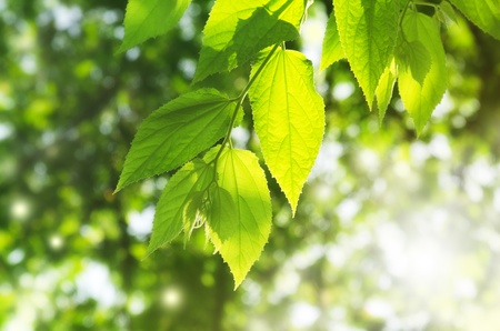 Fresh leaves in a forest