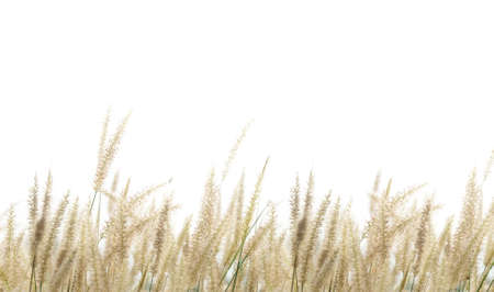 grass の写真素材