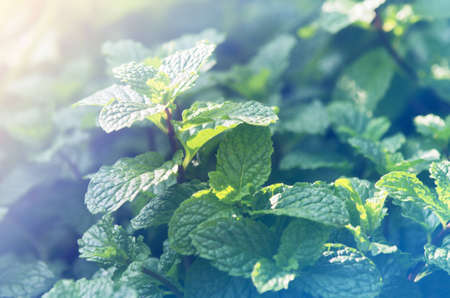 Green mint の写真素材