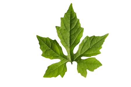  leafの写真素材