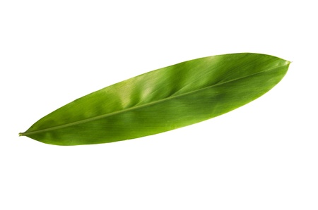 Green leafの写真素材
