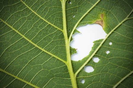 Green Leaf の写真素材