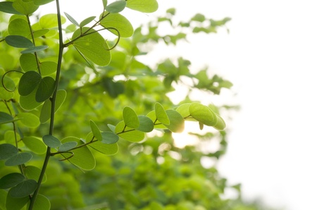 Fresh green grassの写真素材