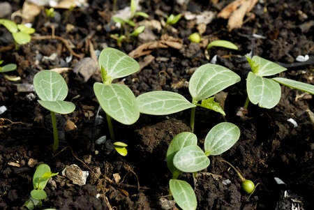 Close-up of green seedling の写真素材