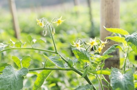 plant of tomatoの写真素材