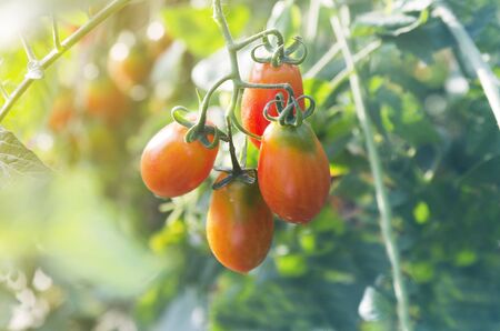 Close up of fresh red tomatoes still on the plant の写真素材