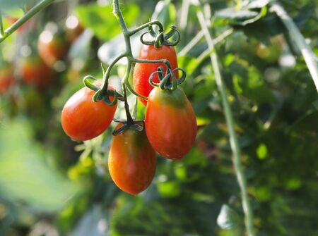 Close up of fresh red tomatoes still on the plant の写真素材