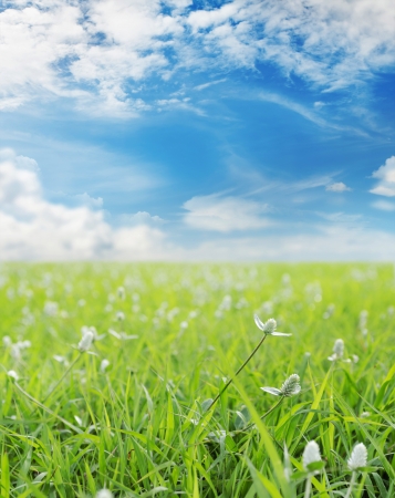 Summer sunny landscape の写真素材