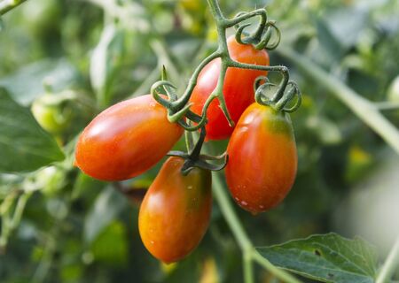 Close up of fresh red tomatoes still on the plant の写真素材
