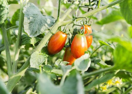 Close up of fresh red tomatoes still on the plant の写真素材