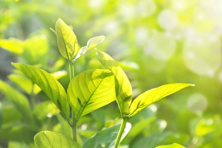 green leaves isolated on whiteの写真素材