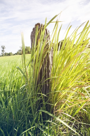 Grass in the morning の写真素材