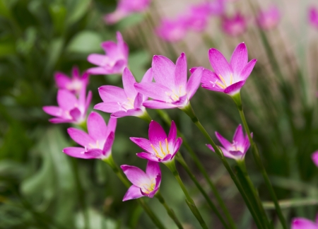 flowers の写真素材