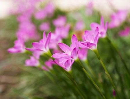 flowers の写真素材
