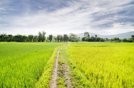 landscape with green grass, の写真素材