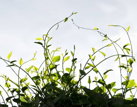 Shallow depth of field with focus on nearest grass の写真素材