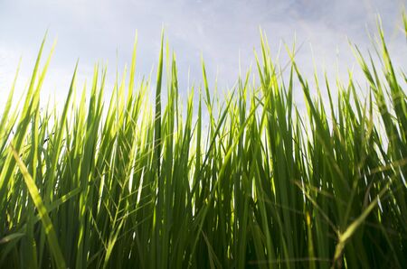 Shallow depth of field with focus on nearest grass の写真素材