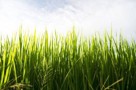 Shallow depth of field with focus on nearest grass の写真素材