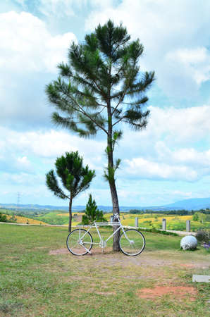The bicycle on path of parkの写真素材