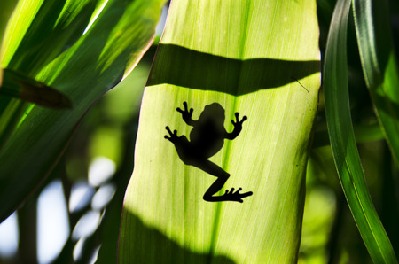 Frog shadow on Banana leafの写真素材