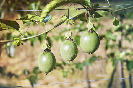 Close up of passion fruit on the vine, selective focus.の写真素材