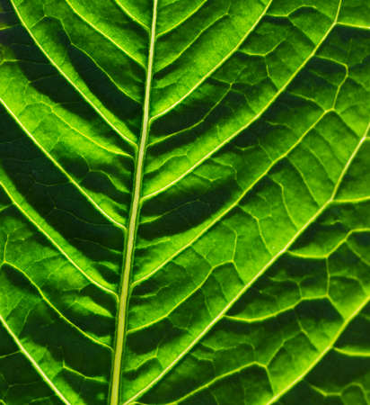 leaf texture