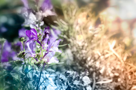flower field under the morning sunlightの写真素材