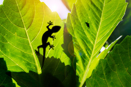 shadow of a gecko on a banana\\の写真素材