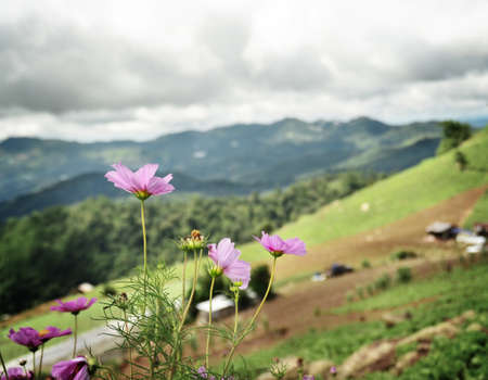 cosmos flowersの写真素材