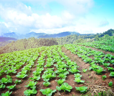 Big Cabbage farm on the mountain , thailandの写真素材