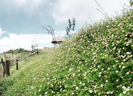 field of daisy flowersの写真素材