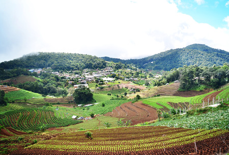 Big Cabbage farm on the mountain , thailandの写真素材