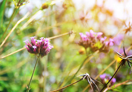 flowers on beautiful background.の写真素材