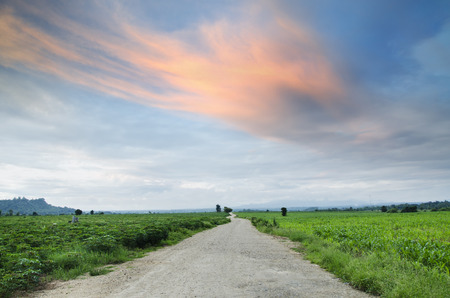 Rural road on sunny day.の写真素材